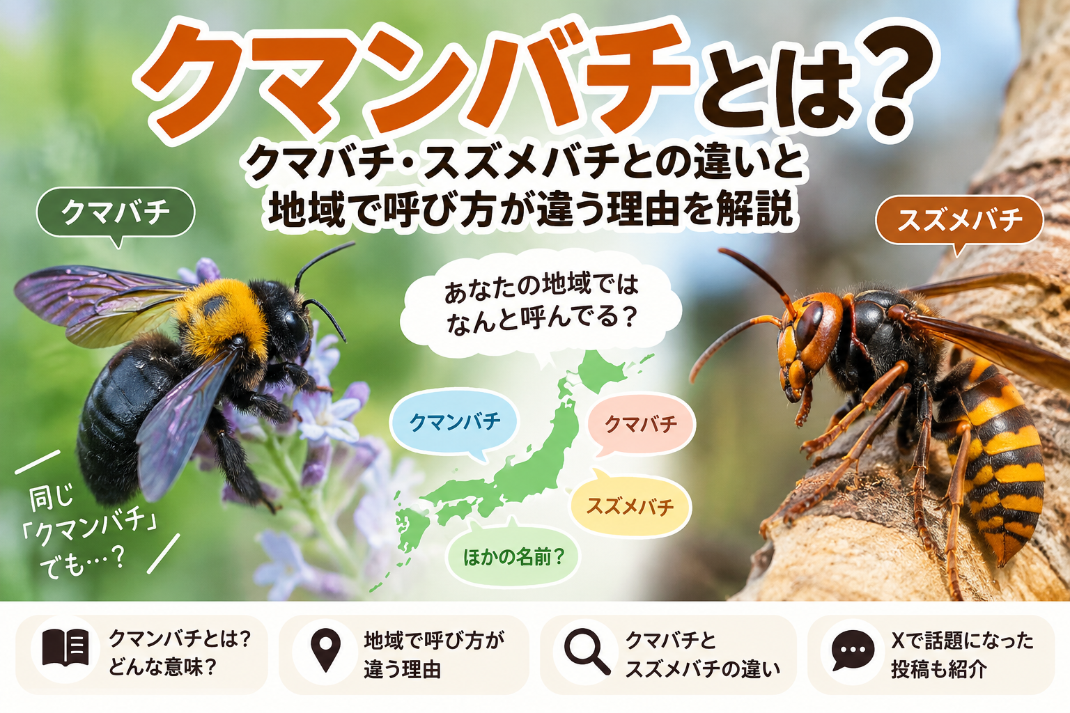 クマンバチとは?クマバチ・スズメバチとの違いと地域で呼び方が違う理由を解説 B188d940 Bbad 42e7 9a30 13a67128f8eb